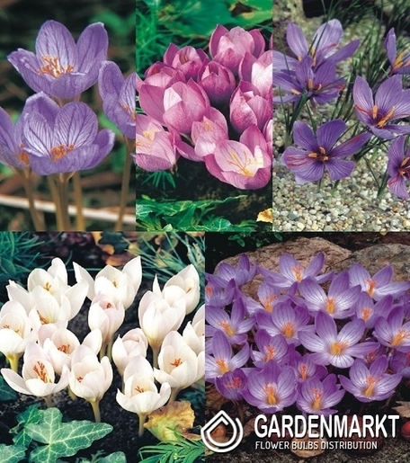 Krokus Jesienny Mix 100 szt.