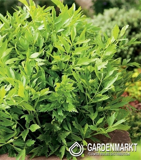 Levisticum Officinale - Lubczyk Ogrodowy 1 szt.