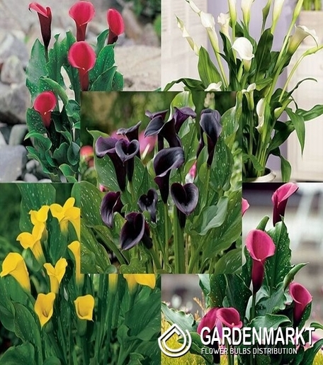 Zestaw Zantedeschia-Kalla doniczkowa "3" 