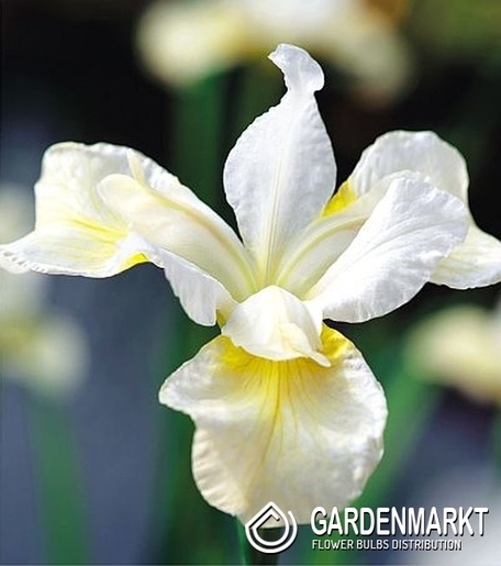 Irys Sibirica Snow Queen 1 szt.