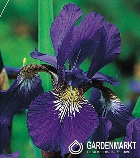 Irys Sibirica Caesar s Brother 1 szt.