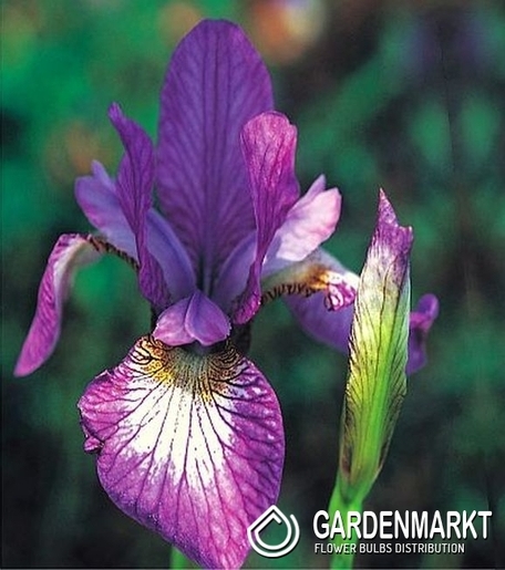 Irys Sibirica Illiane Charm 1 szt.