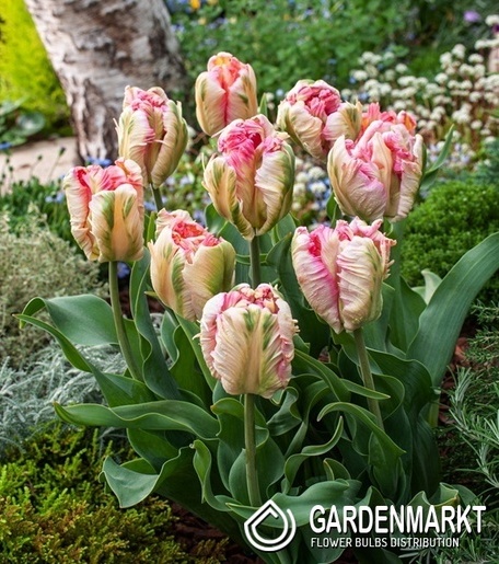 Tulipan Papuzi Parrot Pink Vision 5 szt.
