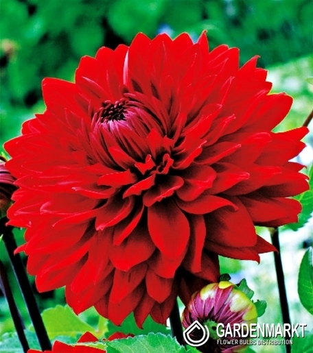 Dalia Dekoracyjna Garden Wonder 1 szt.
