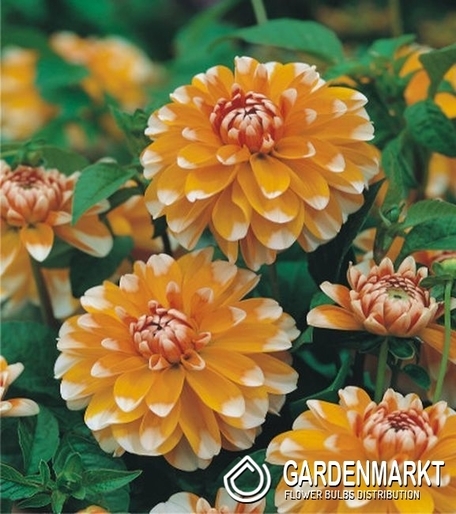 Dalia Dekoracyjna Bahama Apricot 1 szt.