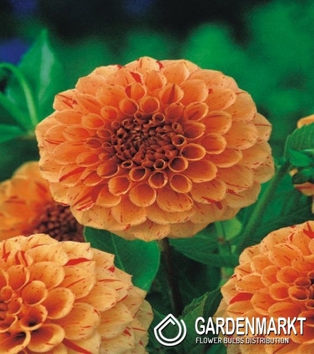 Dalia Dekoracyjna Lupin Orange 1 szt.