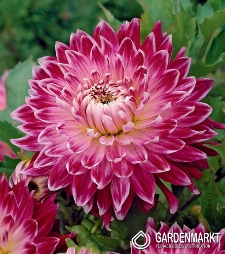 Dalia Dekoracyjna Vancouver 1 szt.