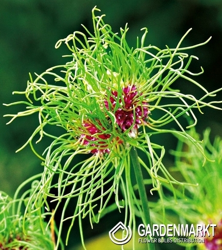Allium - Czosnek Hair 5 szt.