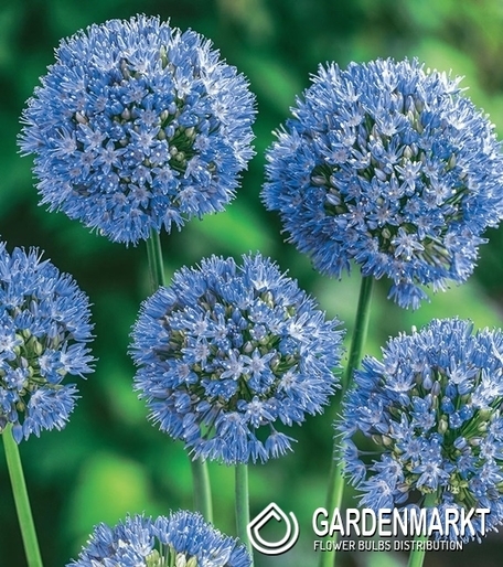 Allium Caeruleum - Czosnek Błękitny 10 szt.