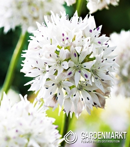 Allium - Czosnek Gracefull 3 szt.
