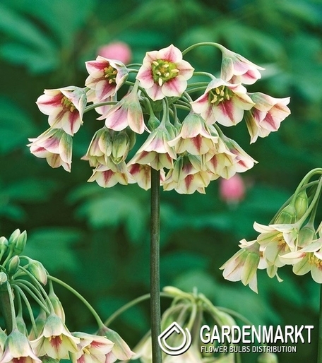 Allium Siculum - Czosnek Sztyletowy 3 szt.