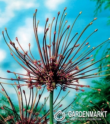Allium Schubertii - Czosnek Szuberta 1 szt.