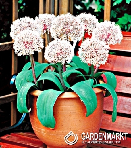 Allium - Czosnek Ivory Queen 3 szt.