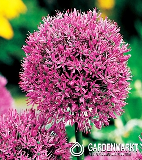 Allium Aflatunense - Czosnek Aflatuneński 3 szt.