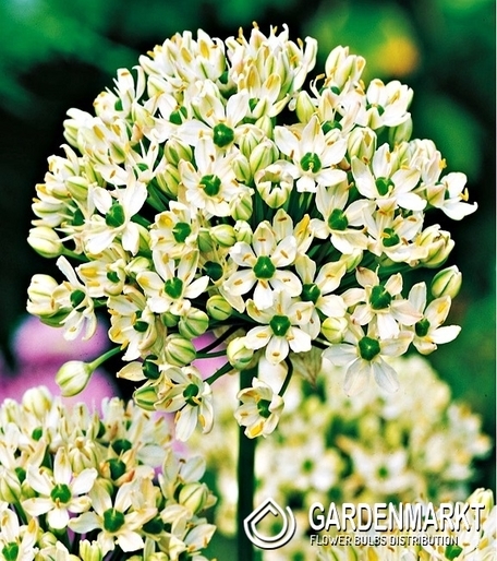 Allium - Czosnek Nigrum 3 szt.