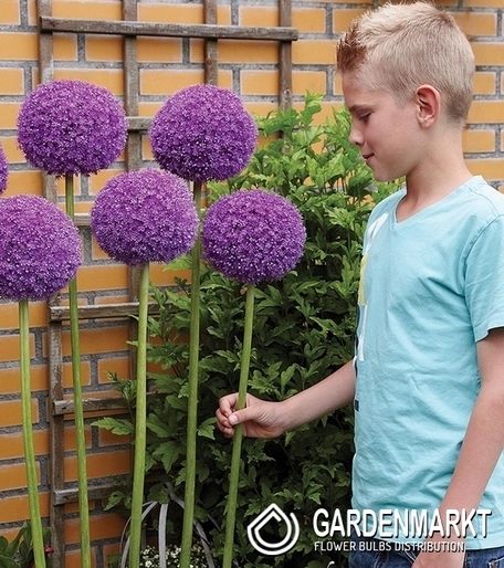 Allium - Czosnek Gladiator 1 szt.