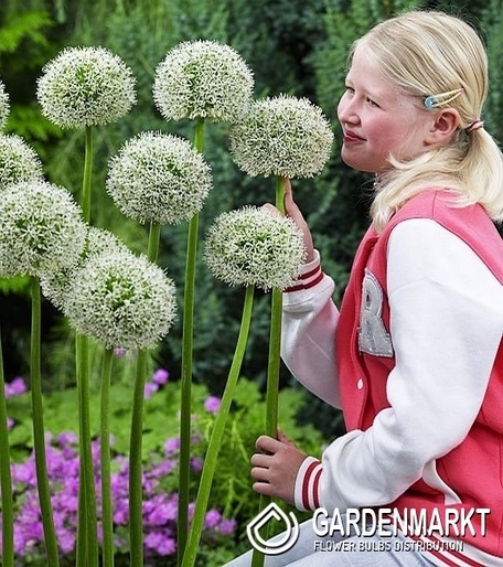 Allium - Czosnek Mont Blanc 1 szt.
