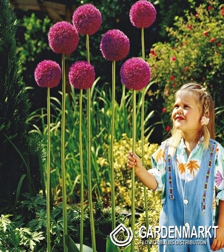 Allium Giganteum - Czosnek Olbrzymi 1 szt.