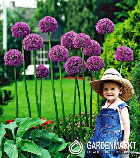 Allium - Czosnek Mars 1 szt.