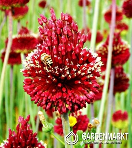Allium - Czosnek Red Mohican 1 szt.