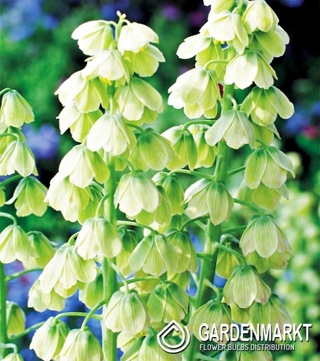 Fritillaria Persica White - Szachownica Perska Biała 1 szt.