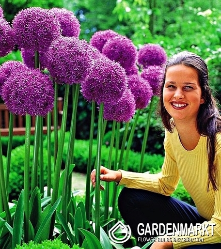 Allium - Czosnek Globemaster 1 szt.