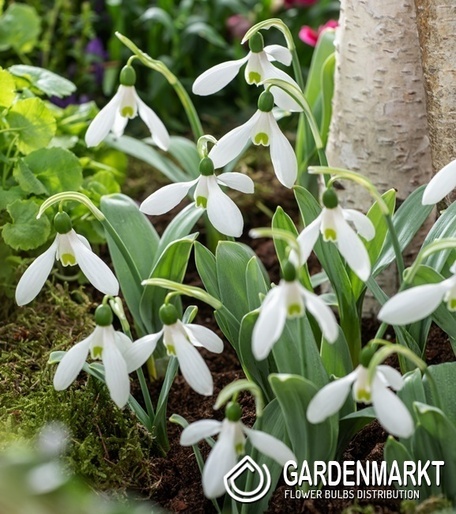 Galanthus - Śnieżyczka Mount Everest 5 szt.