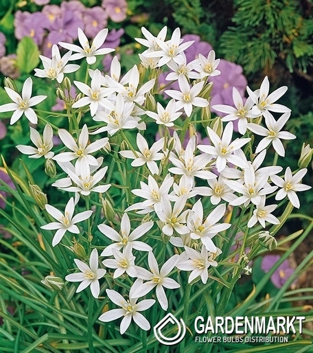 Ornithogalum Umbellatum - Śniadek Baldaszkowaty 10 szt.