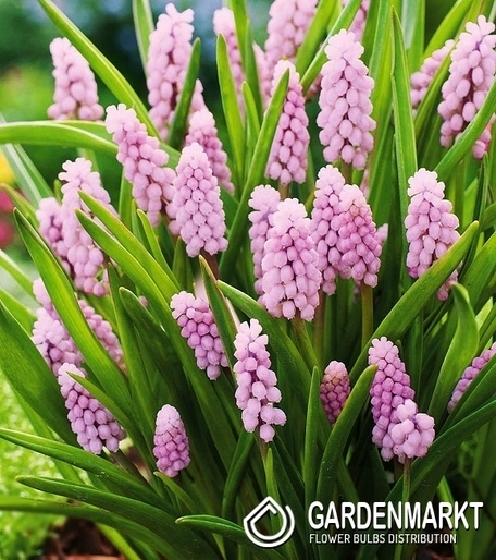 Muscari - Szafirek Pink Sunrise 1 szt.