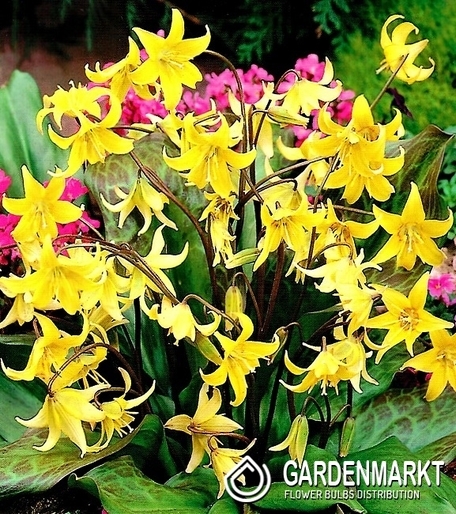 Erythronium - Psiząb Pagoda 3 szt.