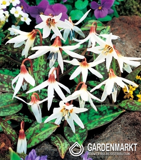 Erythronium - Psiząb Snow Flake 1 szt.