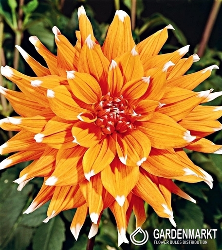 Dalia Kaktusowa Color Spectacle 1 szt.