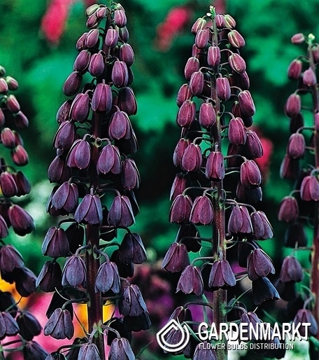 Fritllaria Persica - Szachownica Perska Czarna 1 szt.