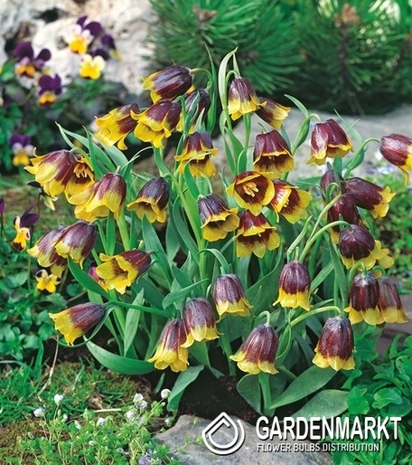 Fritillaria Michalovskyi - Szachownica Michałowskiego 5 szt.