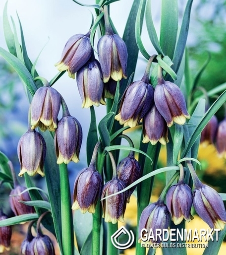 Fritillaria Uva-Vulpis - Szachownica Lisie Grono 5 szt.