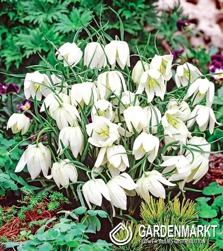 Fritillaria Meleagris - Szachownica Kostkowata Alba 5 szt.