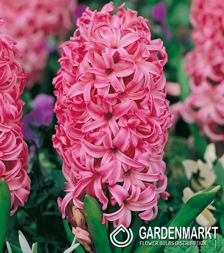 Hiacynt Pink Pearl 16/18 3 szt.