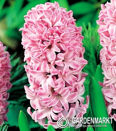 Hiacynt Splendid Cornelia 3 szt.