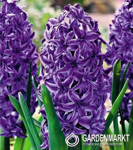 Hiacynt Pełny Lili Purple 1 szt.