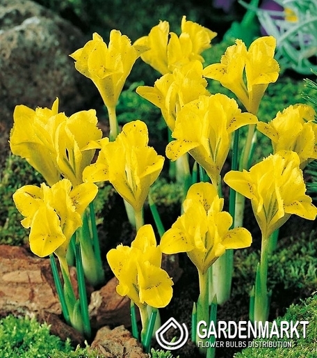 Iris Reticulata - Żyłkowany Danforda 10 szt.