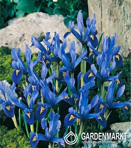 Iris Reticulata - Żyłkowany Harmony 10 szt.