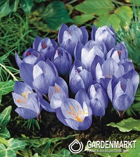 Krokus Jesienny Speciosus 5 szt.