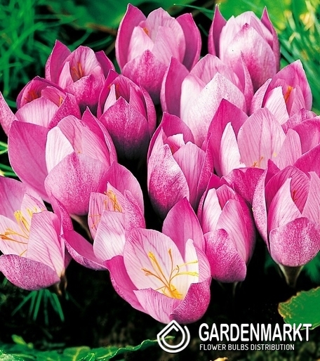 Krokus Jesienny Zonatus 5 szt.