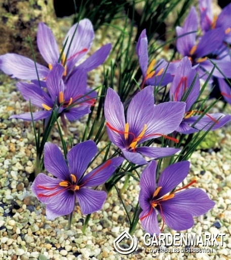 Krokus Jesienny Sativus 5 szt.