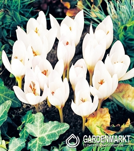 Krokus Jesienny Ochroleucus 5 szt.