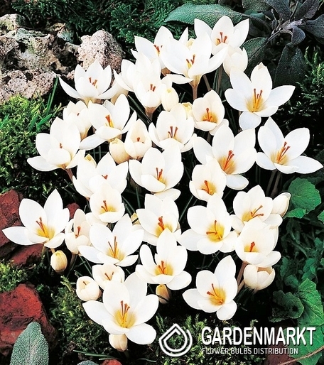 Krokus Wiosenny Miss Vain 10 szt.
