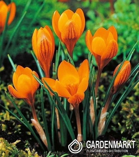 Krokus Wiosenny Orange Monarch 10 szt.