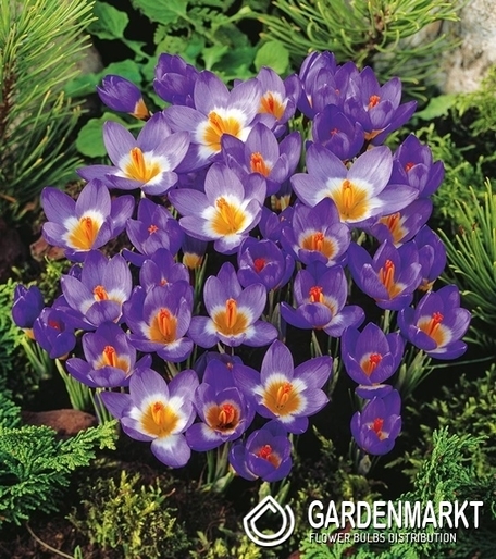 Krokus Wiosenny Tricolor 10 szt.