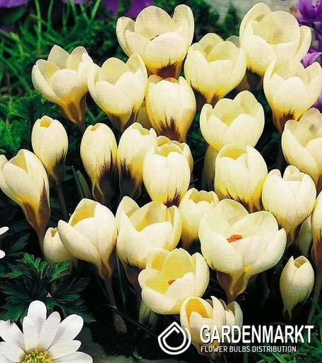 Krokus Wiosenny Cream Beauty 10 szt.
