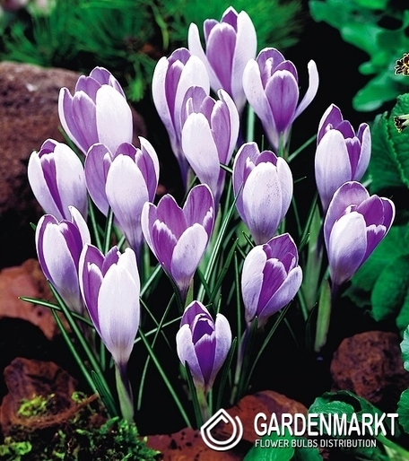 Krokus Wiosenny Vanguard 10 szt.